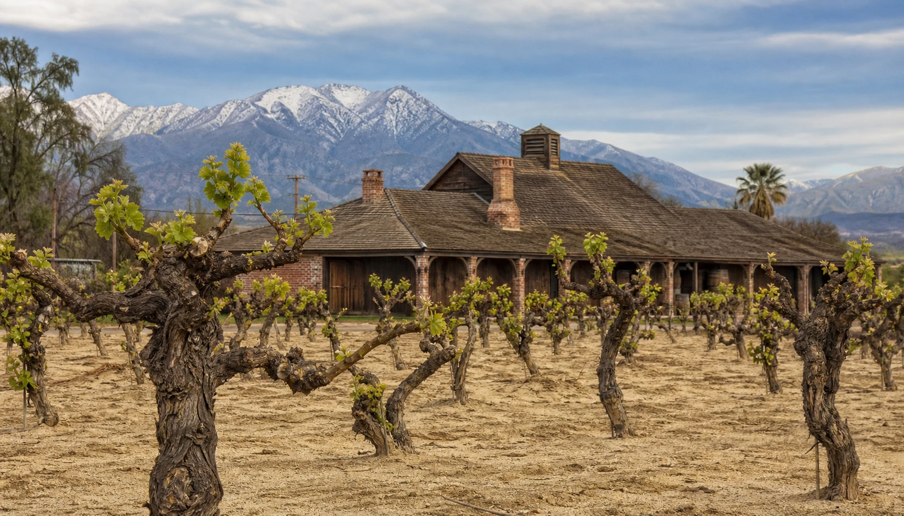 Galleano &mdash; head-trained old vines in Cucamonga sand, farming a century in place.