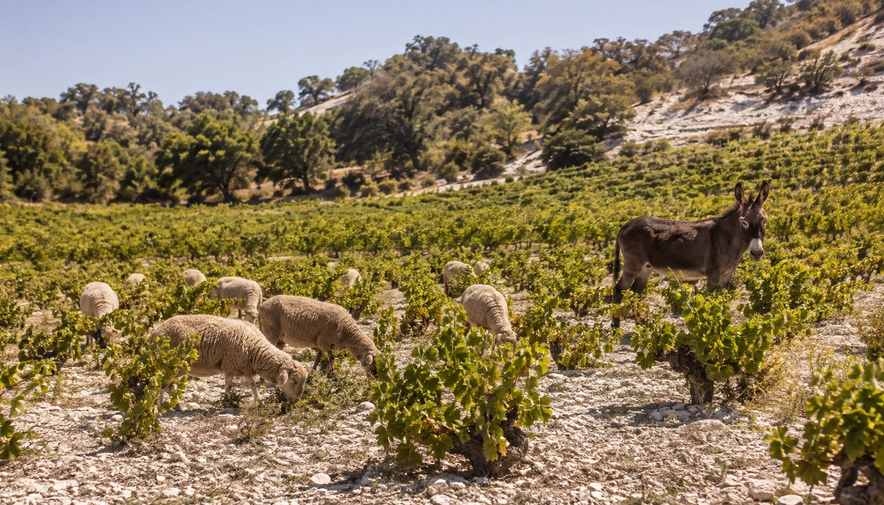 Tablas Creek — the flock at work between Rhône rows on Adelaida limestone