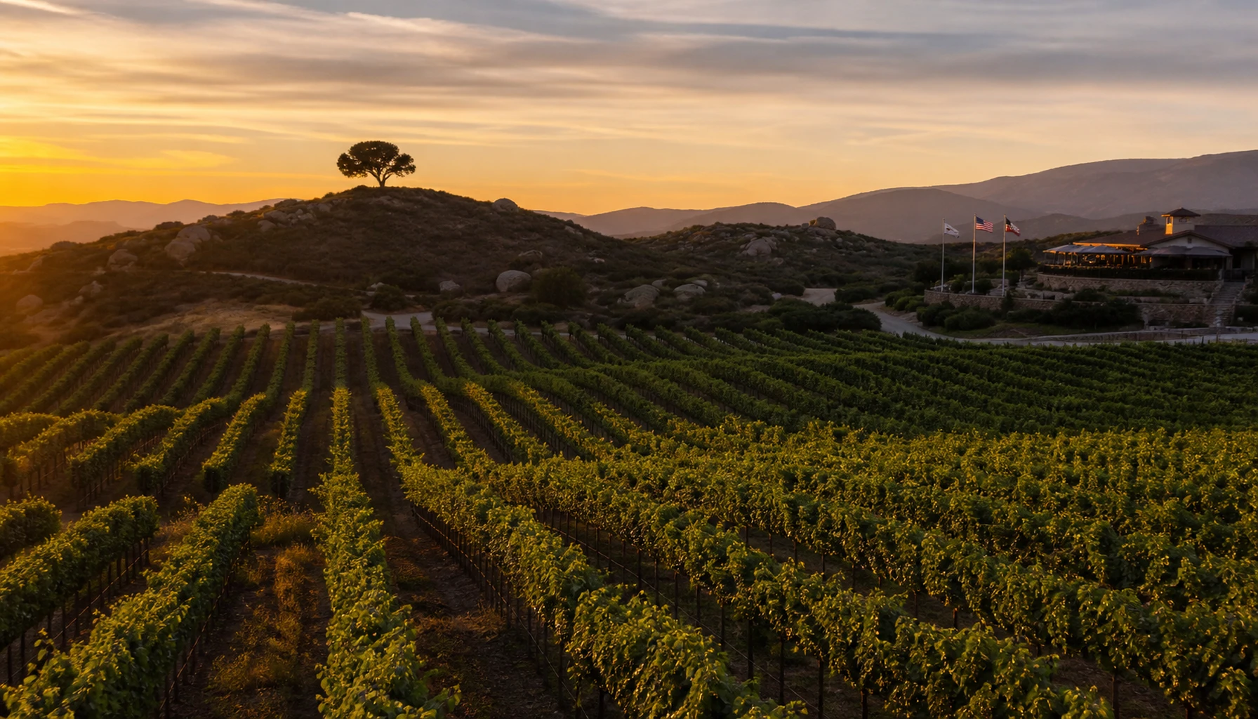 Golden hour on the vine rows — the reward for planning the day right